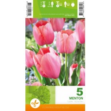Лале Ментон Tulipa Menton - 5 бр луковици