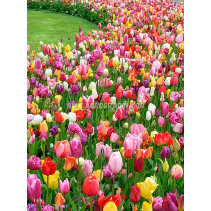 Лале Микс Триумф Tulipа Mix Triumph - 5 бр луковици