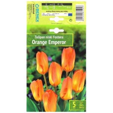 Лале Оранжев Император Tulipa Orange Emperor - 5 бр луковици