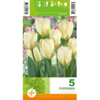 Лале Пурисима Tulipa Purissima - 5 бр луковици