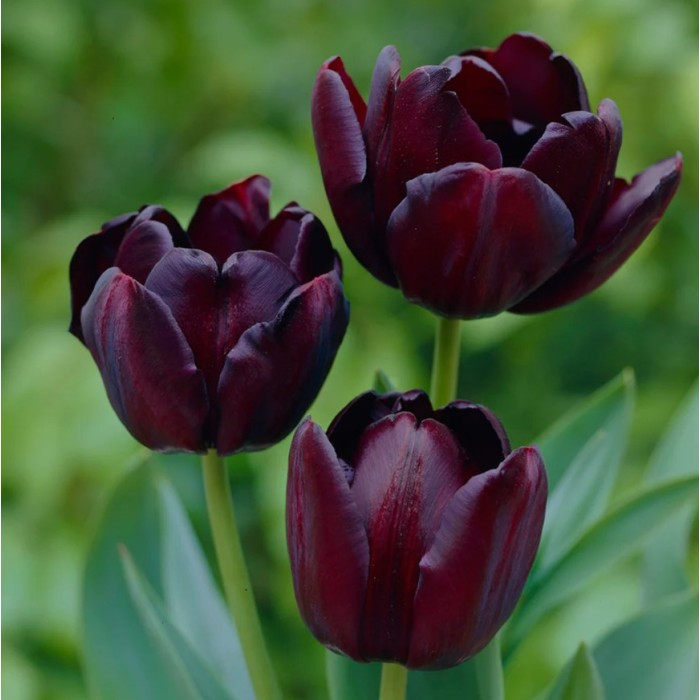 Лале Кралица на нощта Tulipa Queen of Night - 5 бр луковици