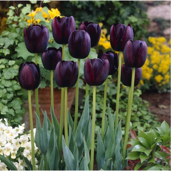 Лале Кралица на нощта Tulipa Queen of Night - 5 бр луковици