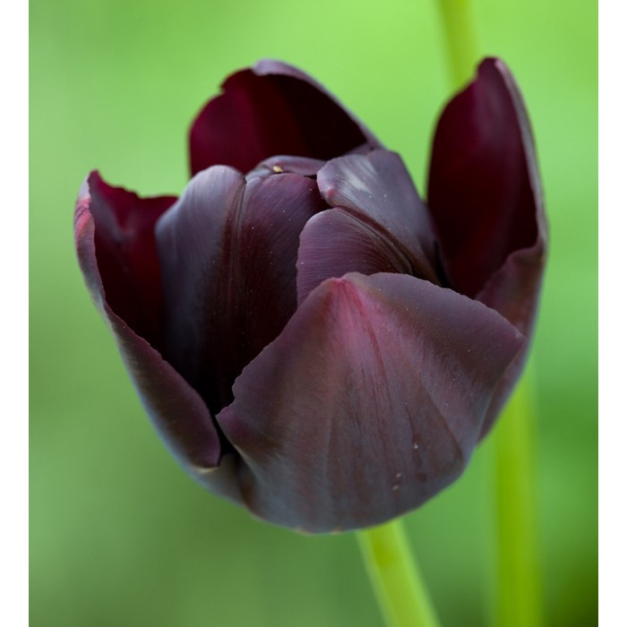 Лале Кралица на нощта Tulipa Queen of Night - 5 бр луковици
