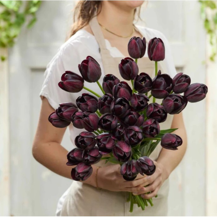 Лале Кралица на нощта Tulipa Queen of Night - 5 бр луковици
