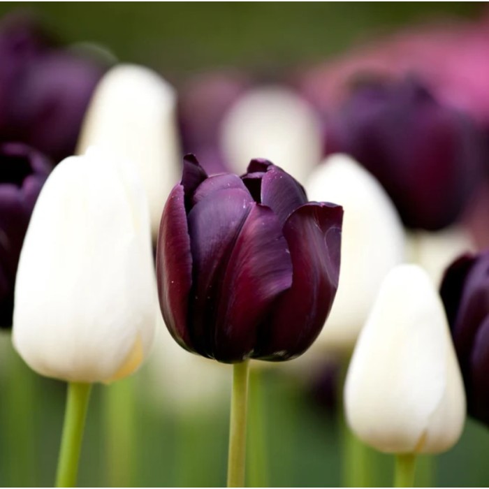 Лале Кралица на нощта Tulipa Queen of Night - 5 бр луковици