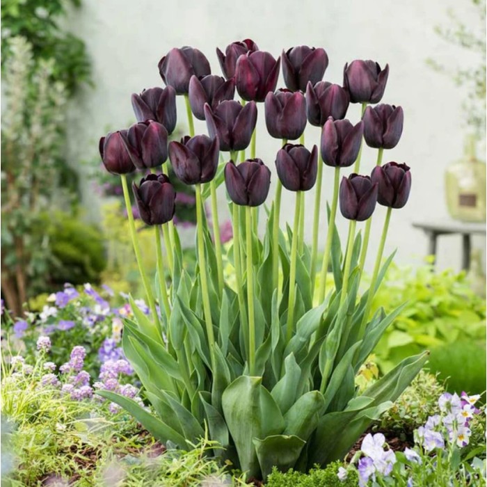 Лале Кралица на нощта Tulipa Queen of Night - 5 бр луковици