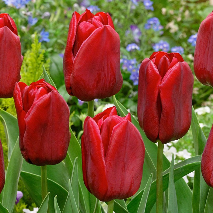 Лале Сеадов Tulipa Seadov - AGRONOM - 4 бр луковици