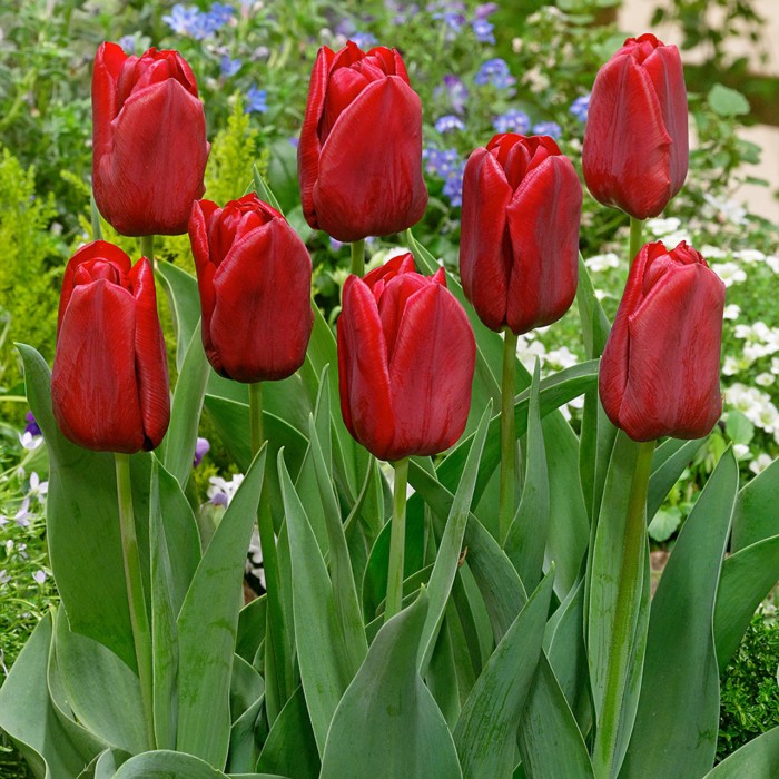 Лале Сеадов Tulipa Seadov - AGRONOM - 4 бр луковици