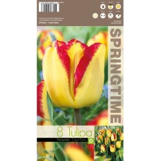 Лале Кейптаун Tulipа Cape Town - 8 бр луковици