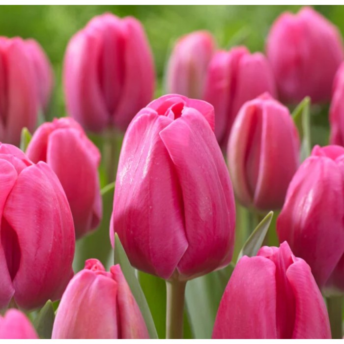Лале Карола Tulip Carola - AGRONOM - 4 бр луковици