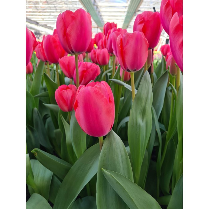 Лале Карола Tulip Carola - AGRONOM - 4 бр луковици