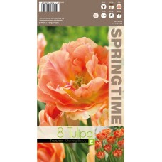 Лале Очарователна красота Tulipa Charming Beauty - 8 бр луковици