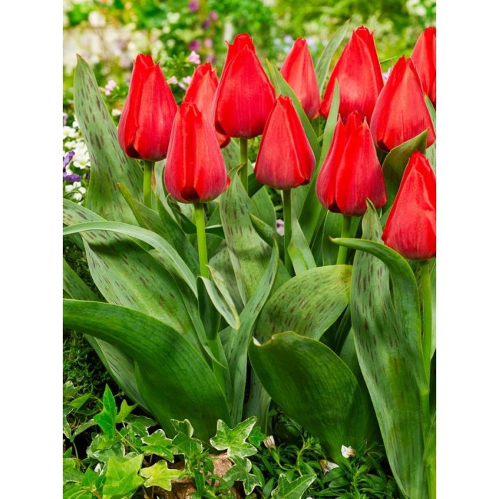 Лале Юлий Цезар Tulip Julius Caesar - AGRONOM - 4 бр луковици