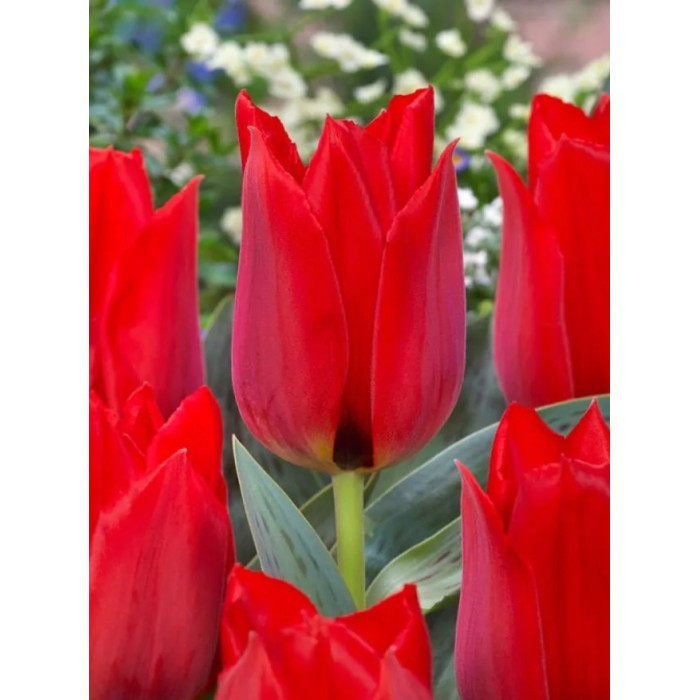 Лале Юлий Цезар Tulip Julius Caesar - AGRONOM - 4 бр луковици