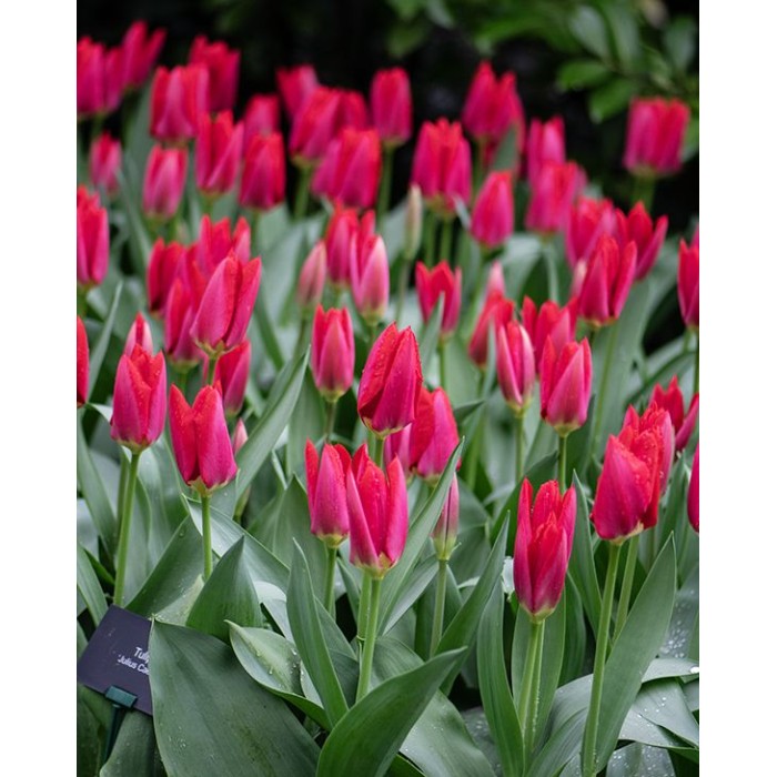 Лале Юлий Цезар Tulip Julius Caesar - AGRONOM - 4 бр луковици