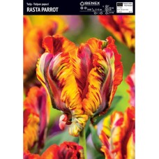 Лале Раста папагал Tulipa Rasta Parrot - 5 бр луковици