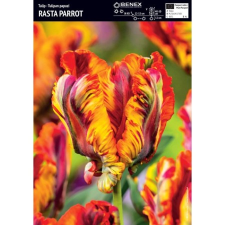 Лале Раста папагал Tulipa Rasta Parrot - 5 бр луковици