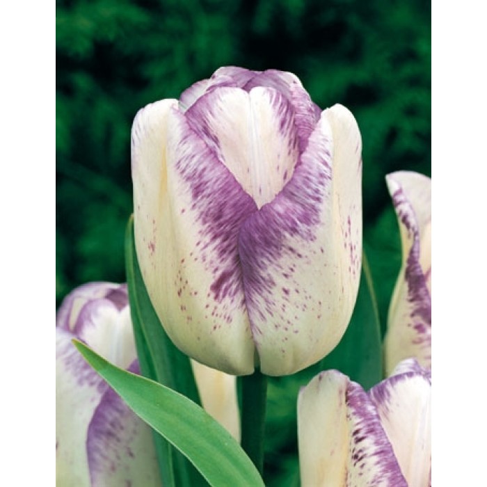 Лале Шърли Tulipa Shirley - 5 бр луковици