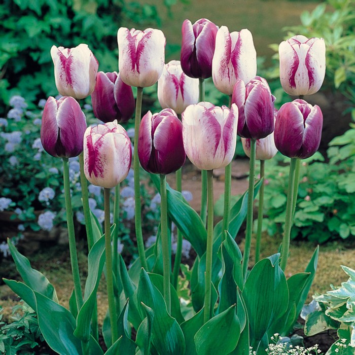 Лале Шърли Tulipa Shirley - 5 бр луковици