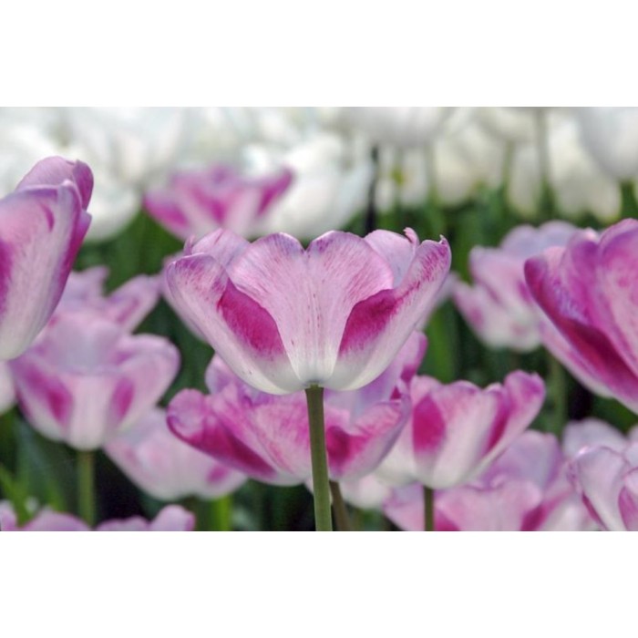 Лале Шърли Tulipa Shirley - 5 бр луковици
