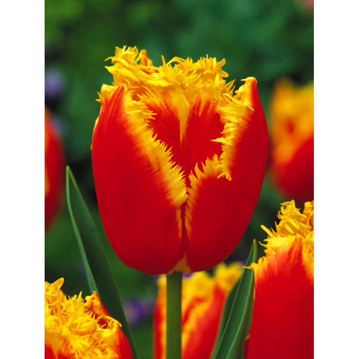 Лале Тиано Tulip Tiano - AGRONOM - 4 бр луковици