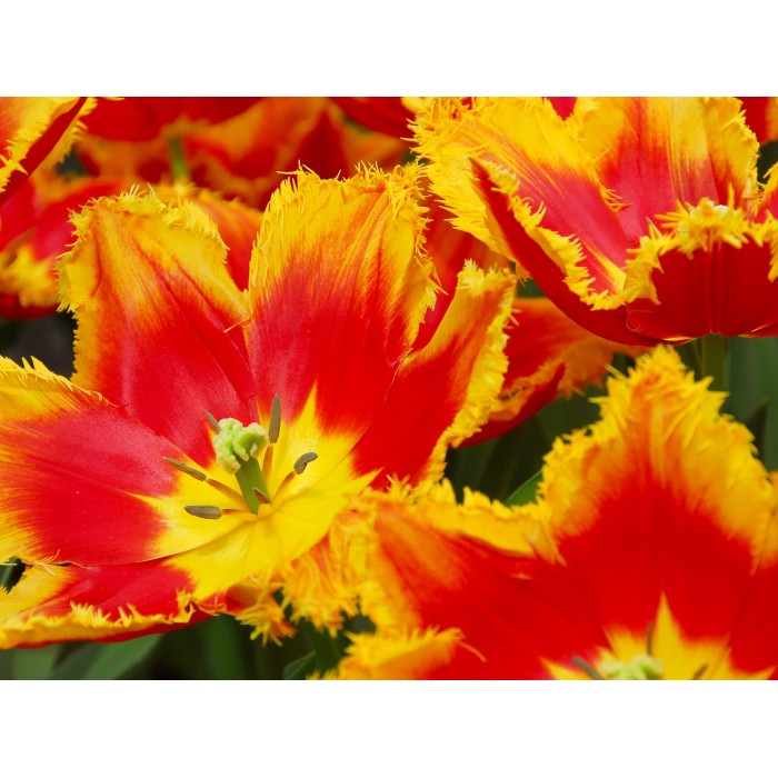 Лале Тиано Tulip Tiano - AGRONOM - 4 бр луковици
