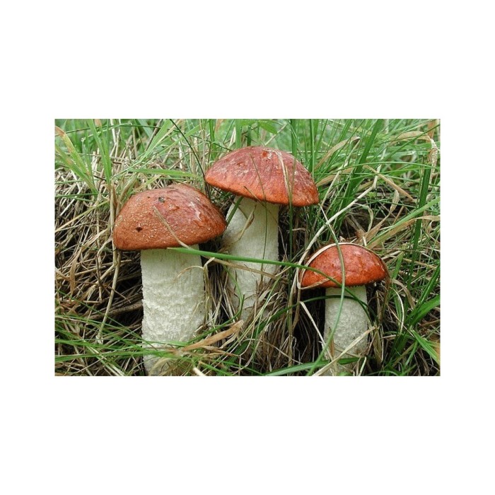 Мицел за Червена Манатарка (Leccinum aurantiacum)