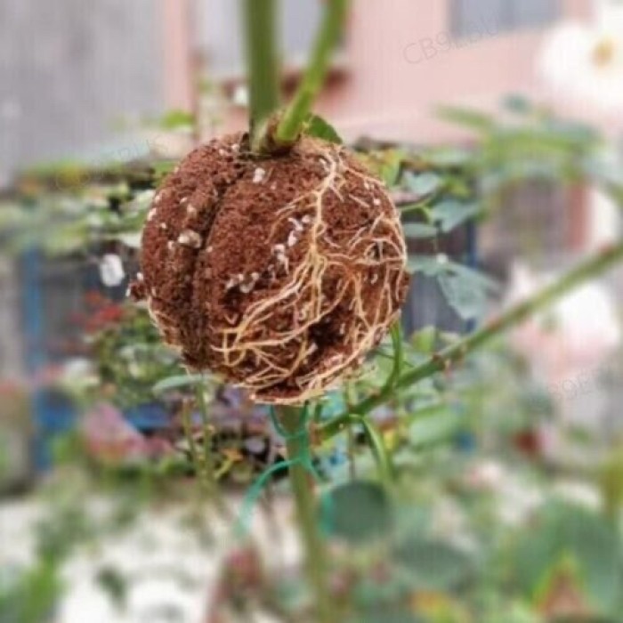 Кутия за вкореняване на растения