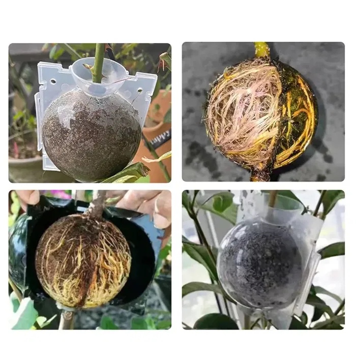 Кутия за вкореняване на растения