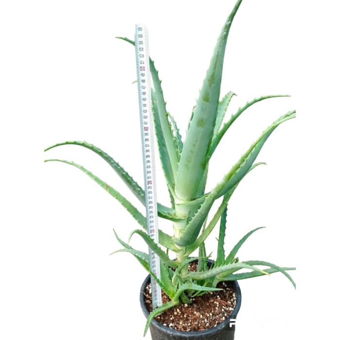 Алое вера (медицинско) Aloe Vera Barbadensis (реални снимки)