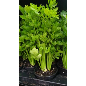 Разсад Целина Apium graveolens var. secalinum