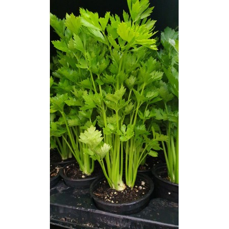 Разсад Целина Apium graveolens var. secalinum