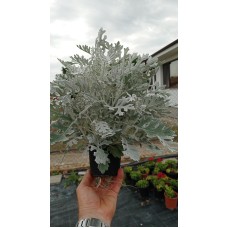 Сребриста Цинерария (Сенецио) Jacobaea maritima (Senecio cineraria)
