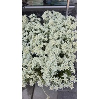 Еделвайс в саксия стартиращ ЦЪФТЕЖ Edelweiss Stella Alpina white
