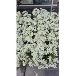 Еделвайс в саксия пред ЦЪФТЕЖ Edelweiss Stella Alpina white