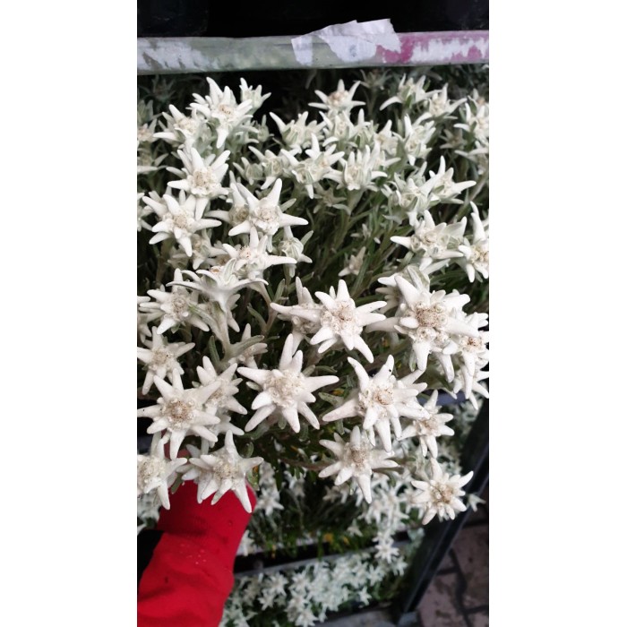Еделвайс в саксия пред ЦЪФТЕЖ Edelweiss Stella Alpina white
