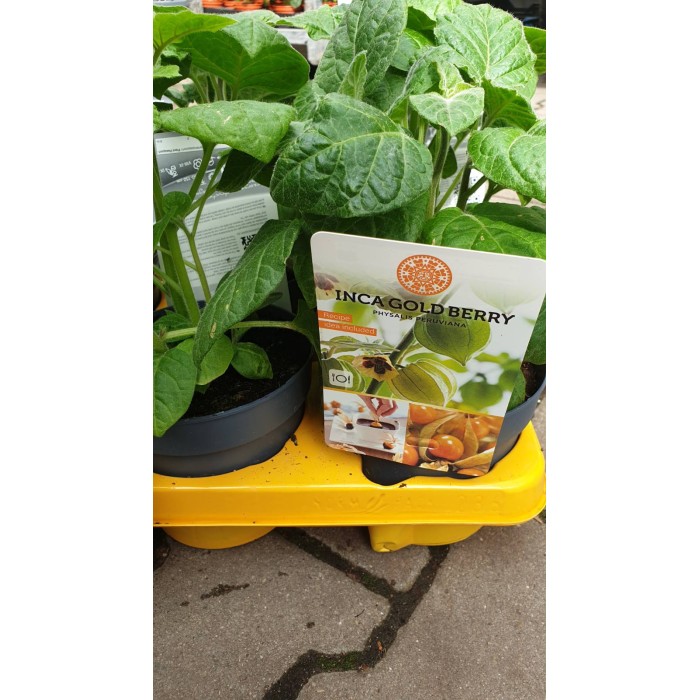 Физалис Physalis peruviana (ядлив) в саксия