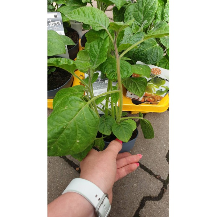 Физалис Physalis peruviana (ядлив) в саксия