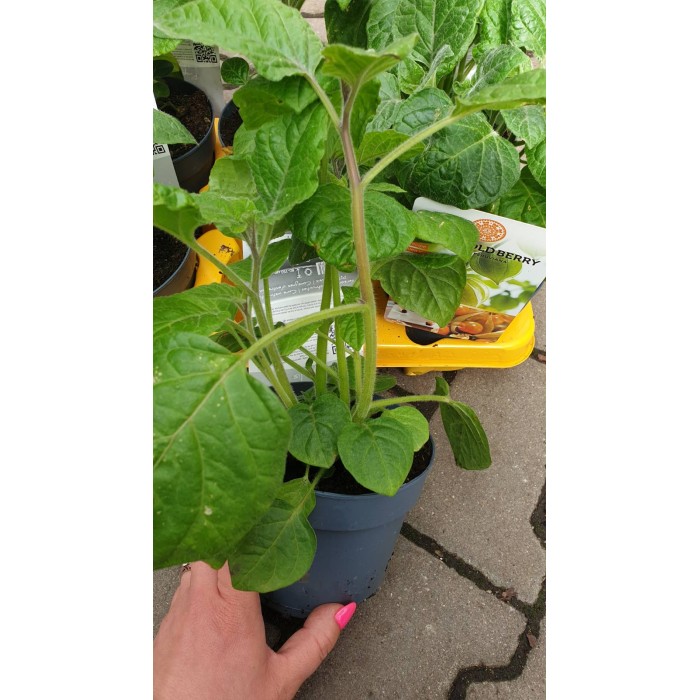 Физалис Physalis peruviana (ядлив) в саксия