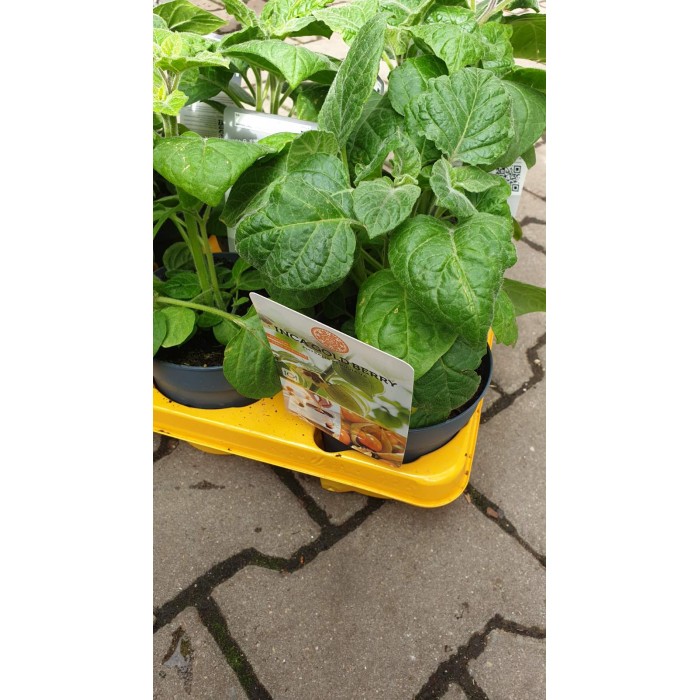 Физалис Physalis peruviana (ядлив) в саксия