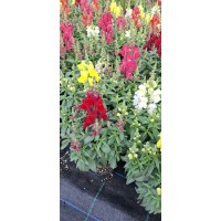 Кученце (Antirrhinum majus) в саксия - различни цветове