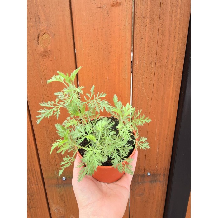 Разсад Сладък Пелин Artemisia annua - билката която мори РАКА