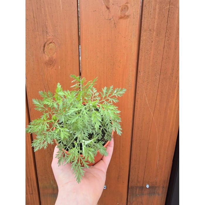 Разсад Сладък Пелин Artemisia annua - билката която мори РАКА