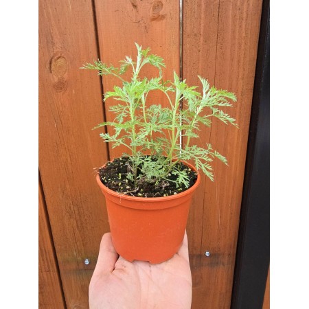 Разсад Сладък Пелин Artemisia annua - билката която мори РАКА