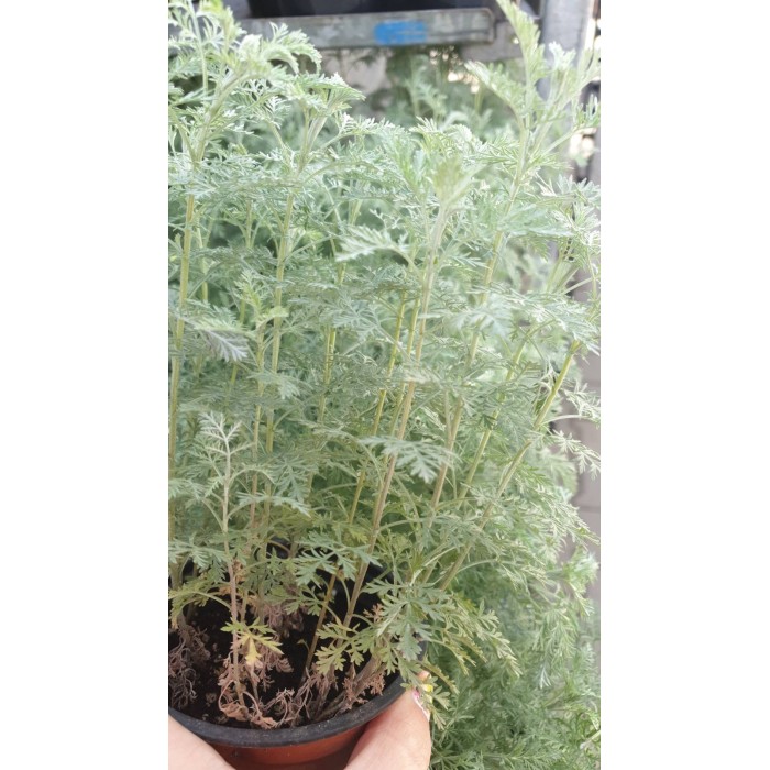 Разсад Сладък Пелин Artemisia annua - билката която мори РАКА