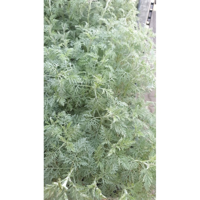 Разсад Сладък Пелин Artemisia annua - билката която мори РАКА