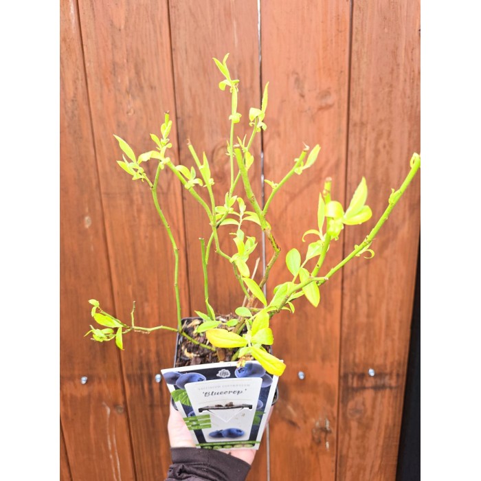 Разсад Американска Боровинка Блукроп Vaccinium corymbosum Bluecrop
