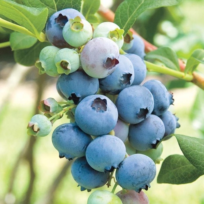 Разсад Американска Боровинка Блукроп Vaccinium corymbosum Bluecrop