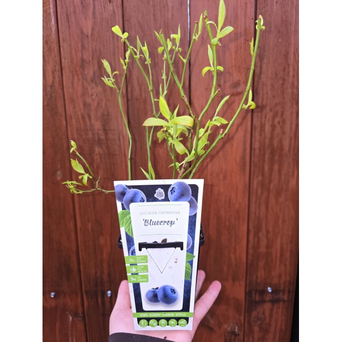 Разсад Американска Боровинка Блукроп Vaccinium corymbosum Bluecrop