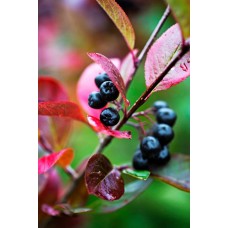 Арония (Aronia prunifolia) Nero